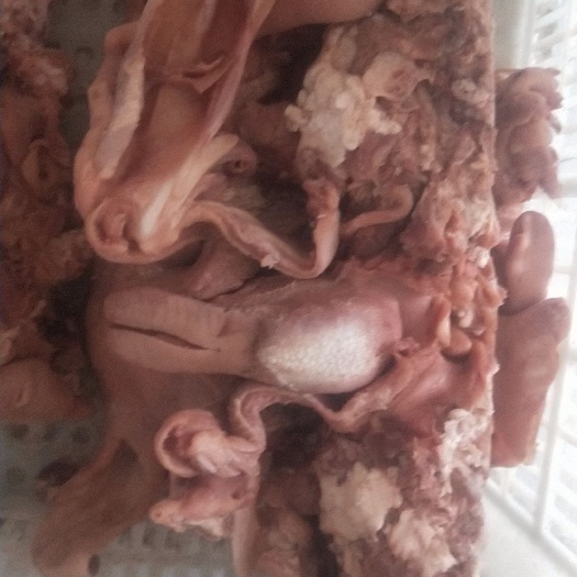 中牟县羊皮  羊脸皮 全熟羊脸