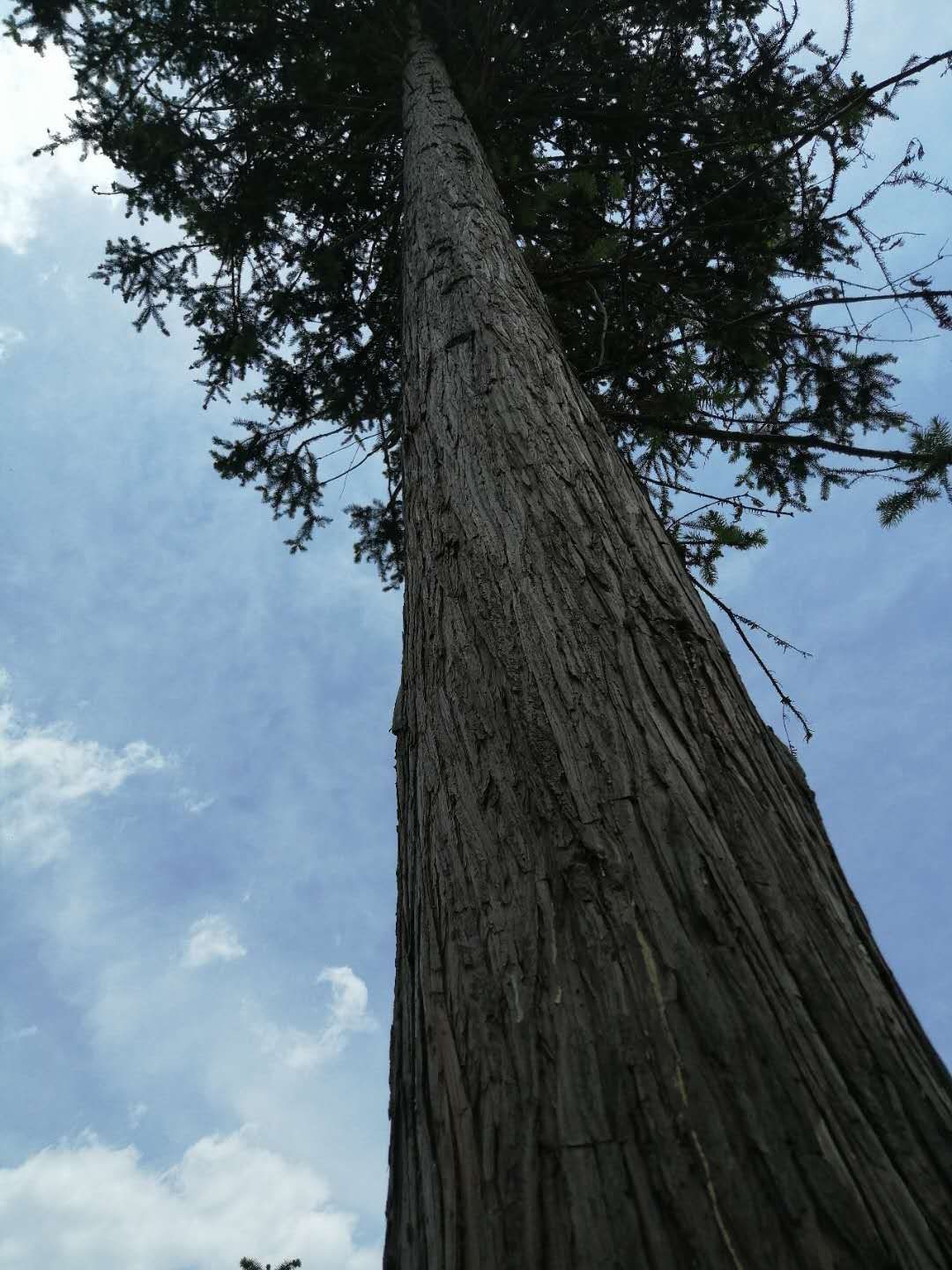 超大巨杉,香杉,大杉树