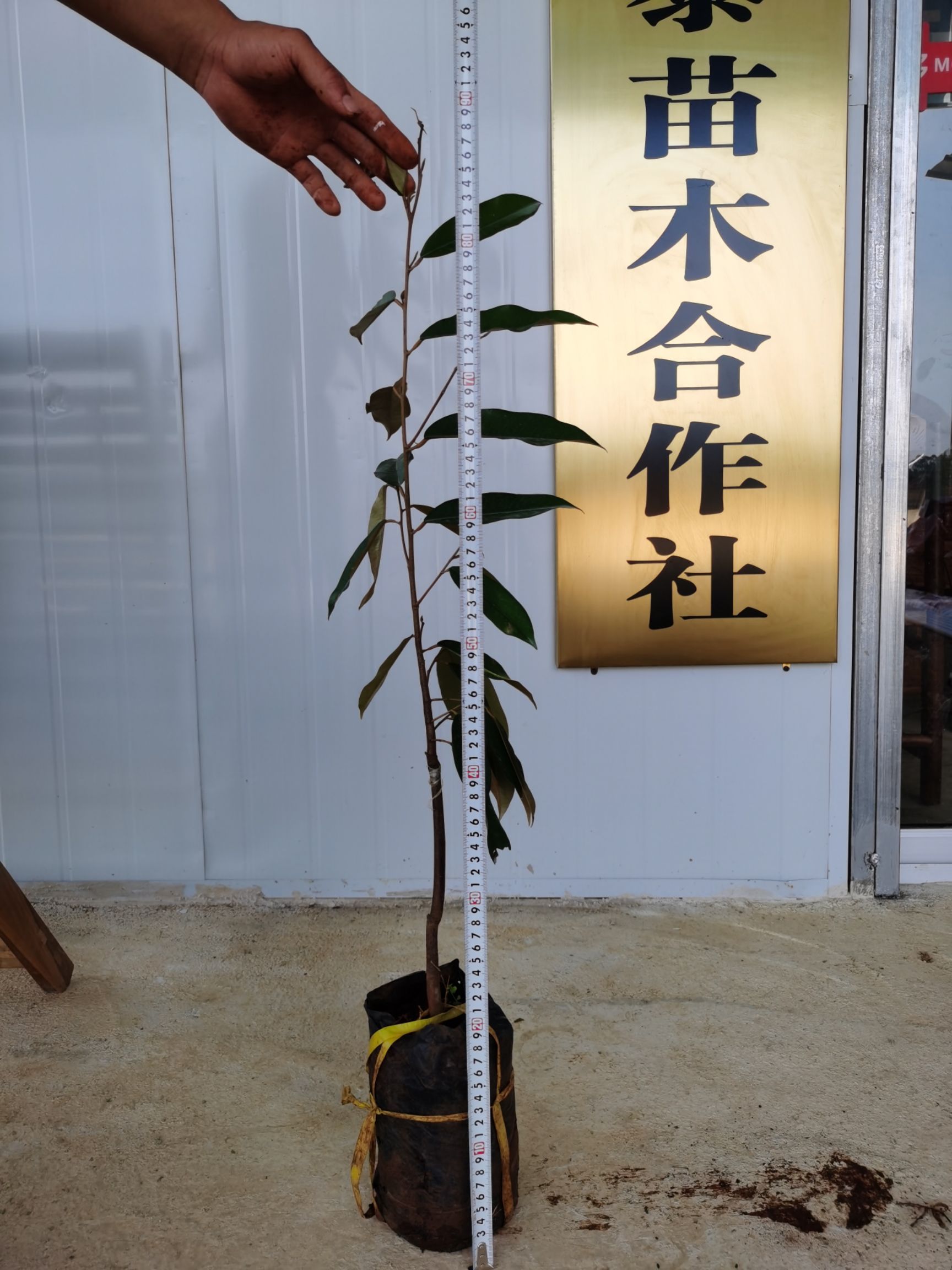 猫山王榴莲苗 金枕榴莲苗中杯榴莲苗  品种保证 假一赔十