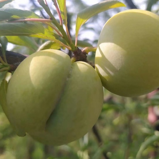 镇宁县 正宗 六马蜂糖李