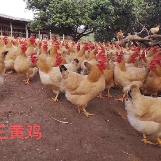 广州九斤黄鸡苗 三黄鸡