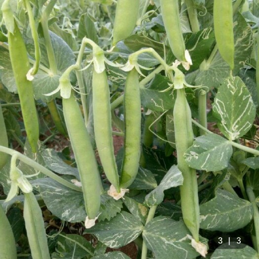 郸城县豌豆荚  中豌十一号，三月中旬开始采摘