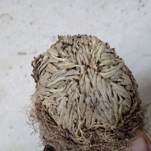 成都卷柏 又名还阳草，复活草