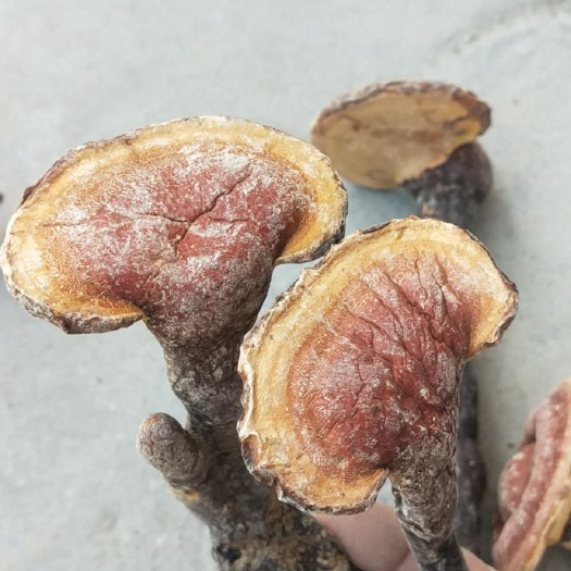 南召县 林下灵芝。