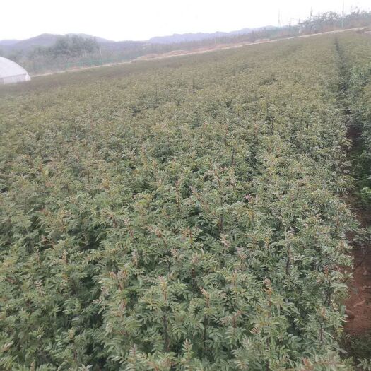 昭通大红袍花椒苗 红椒苗