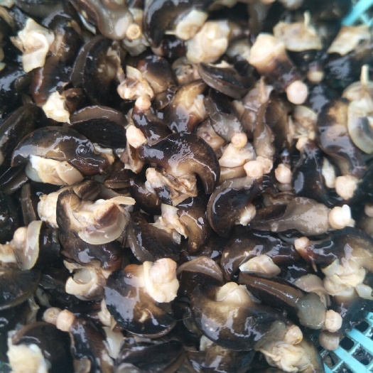 阳春市 黑蜗牛肉，洗干净28一斤