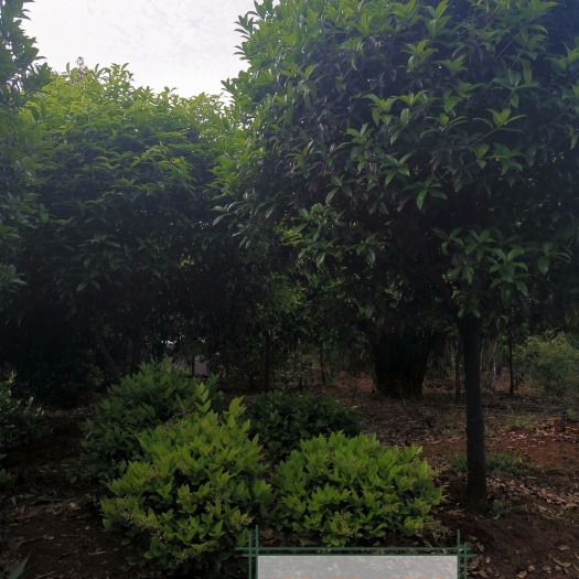 咸宁月桂  各种各样桂花树