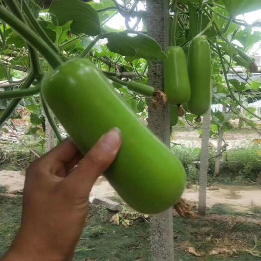 邯郸 邯郸瓠瓜大量上市