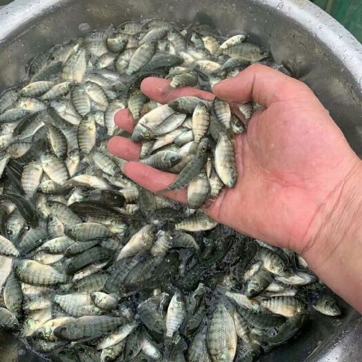 蒙自市奥尼罗非鱼  罗非鱼苗