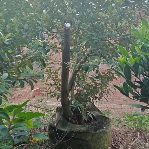 钦州桃金娘苗  桃金娘巨型树