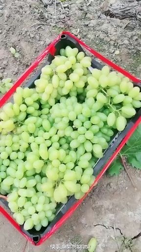沈阳 青提