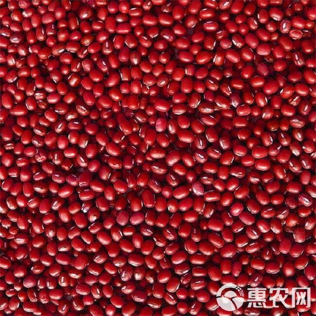 大量批发农家自产小红豆 五谷杂粮批发红豆珍珠粒赤小豆 散装红
