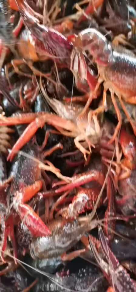 潜江市 小龙虾