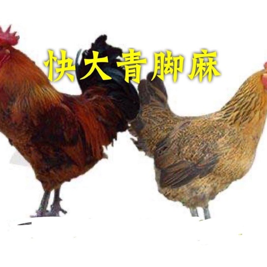 南宁 快大型青脚麻 鸡苗