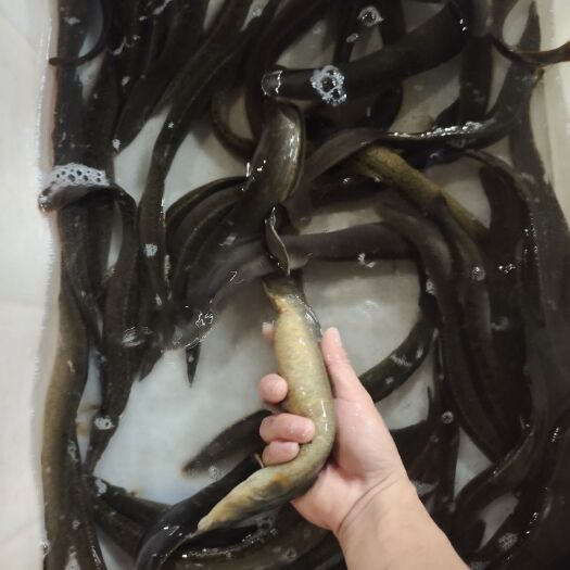佛山 刺鳅   刀鳅繁殖母鱼