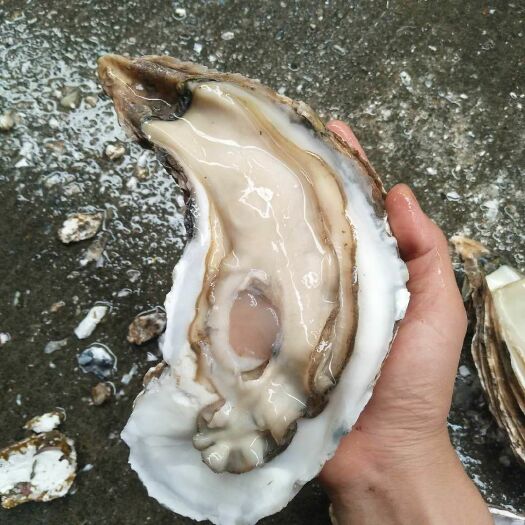 佛山长牡蛎  超大肥蚝