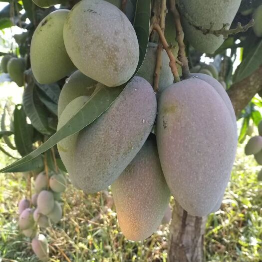 勐海县鹰嘴芒果苗
