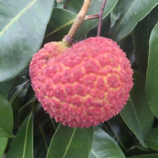 钦州 无核荔枝