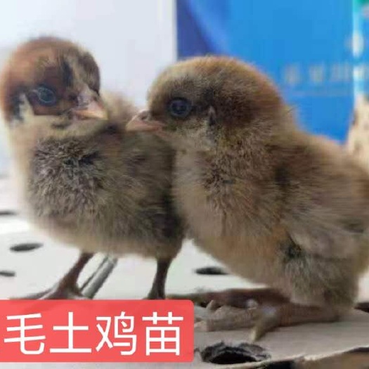 简阳市土鸡苗  血毛出壳苗