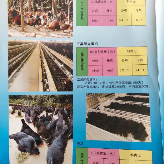 贵阳 大发鸡苗