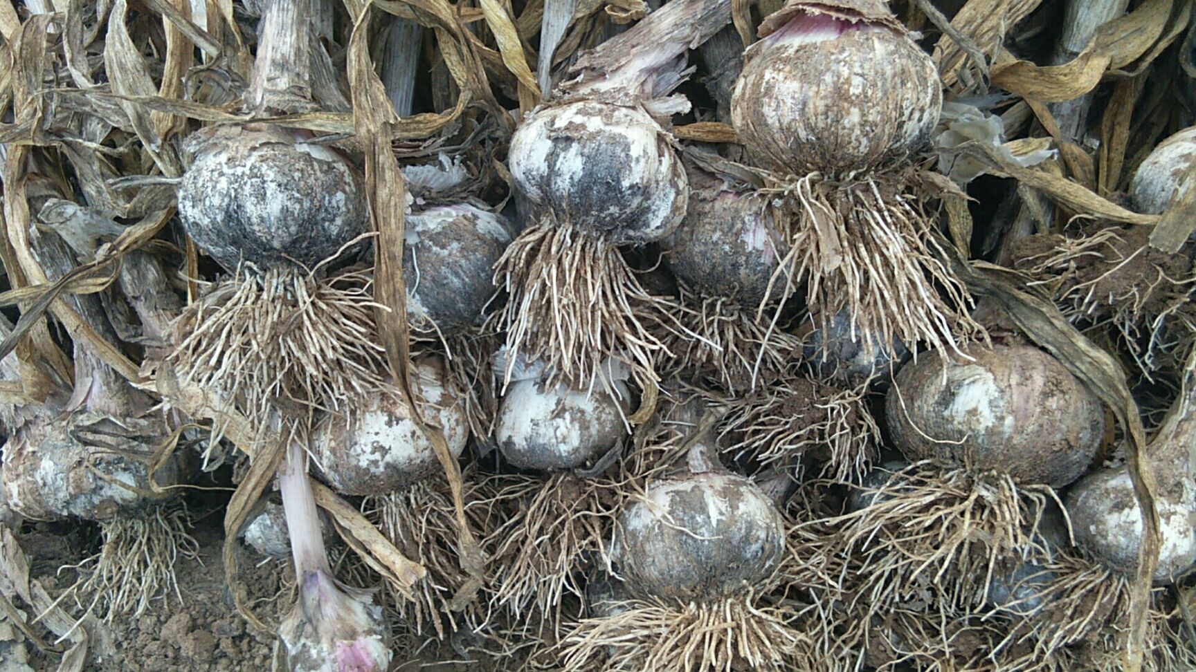 安丘大蒜 混级统货