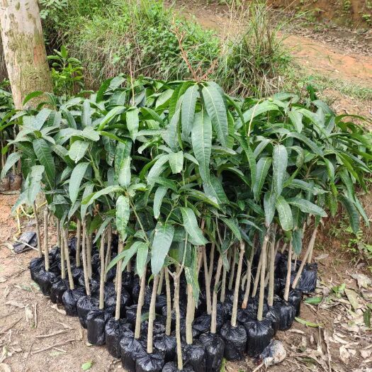 灵山县金煌芒果苗  芒果树苗广西金煌芒果树苗四季芒果当年结果品种正宗贵妃芒桂七