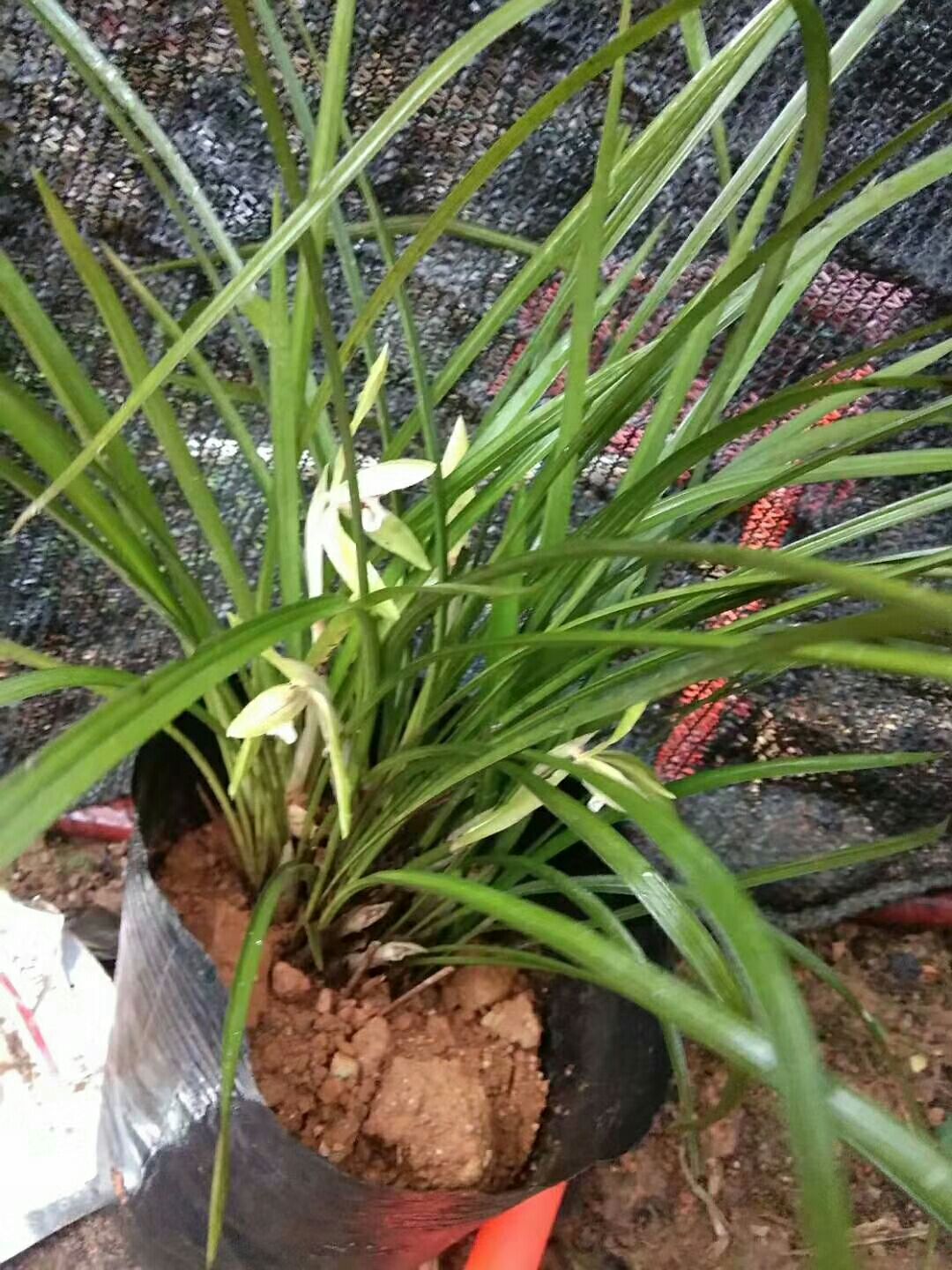 兰花  坚贞不渝的象征