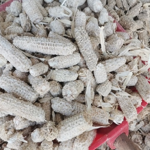 张掖玉米芯 供应蘑菇料、牛羊料