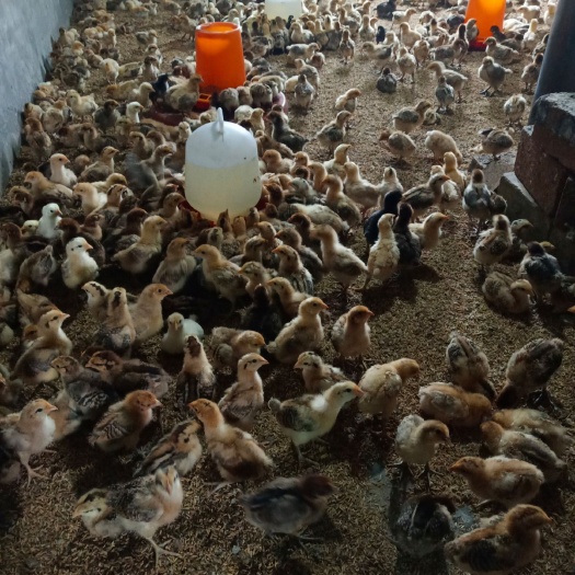 巴中 本地土鸡苗，淮南王土鸡苗，红瑶，脱温鸡苗