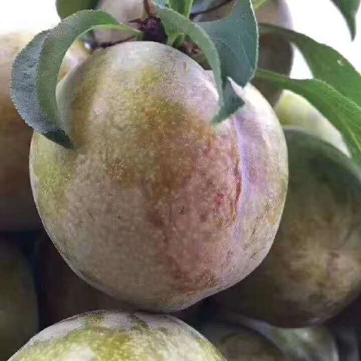 翁源县正宗三华李