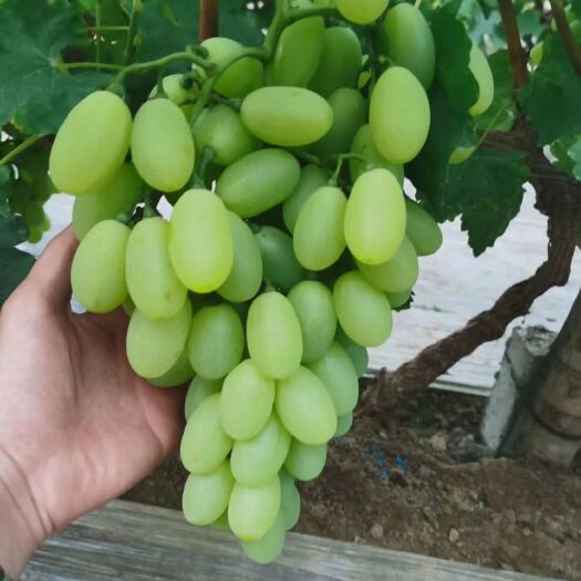 饶阳县维多利亚葡萄 欢迎广大收购商前来咨询
