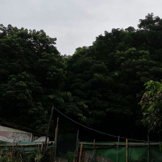 广宁县 大量秋枫树供应，批发价出售