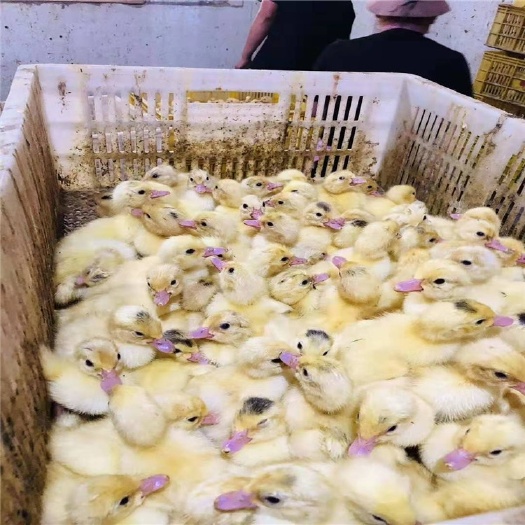 南宁白番鸭苗黑番鸭苗西洋鸭苗火鸭苗旱鸭苗土鸭苗杂交鸭苗麻鸭苗