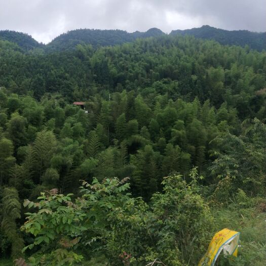 洞口县 竹子，毛竹，楠竹