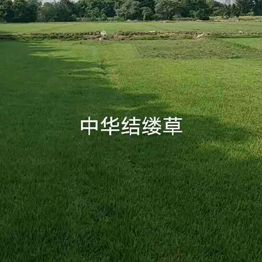 常州兰引三号  兰引3号/中华结缕草