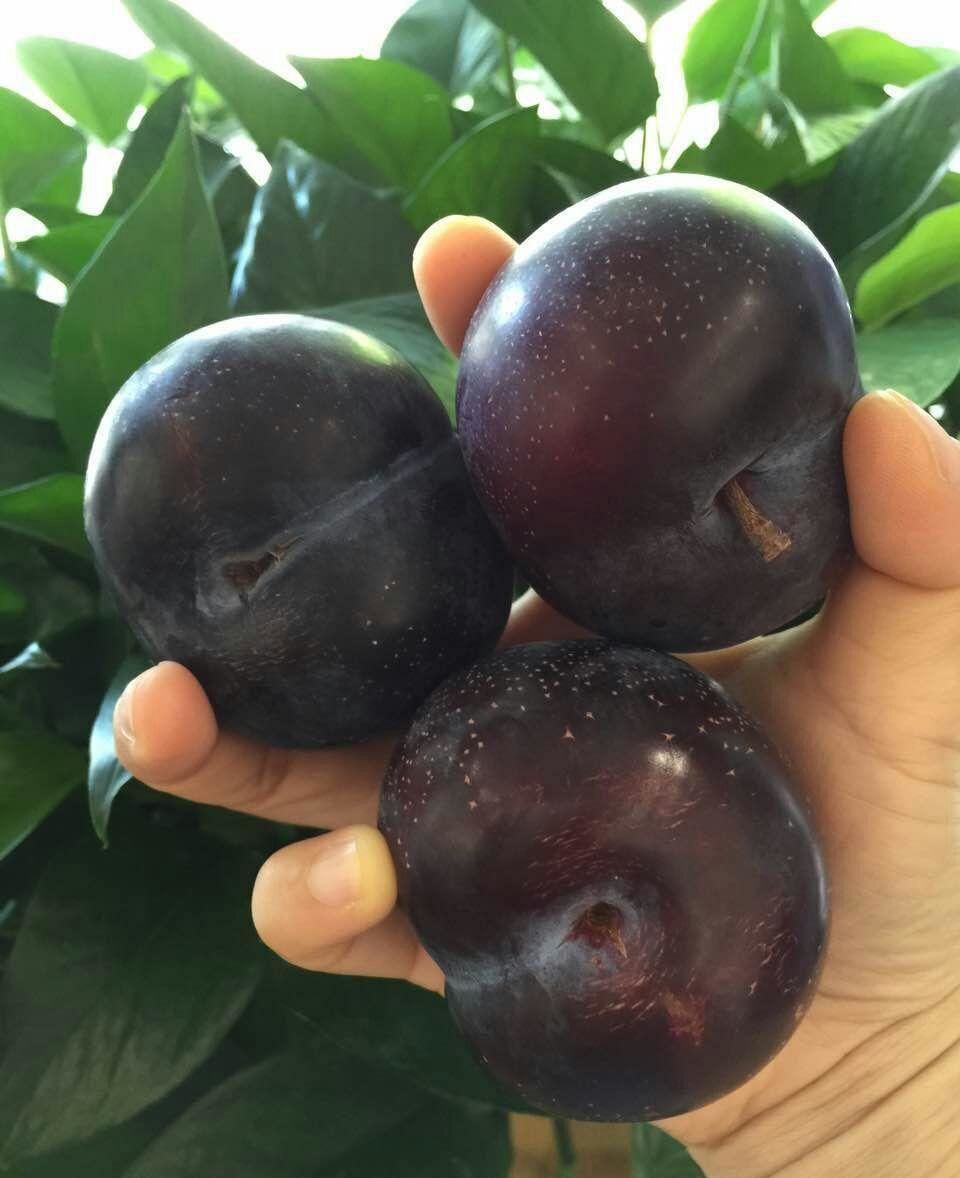  陕西黑布林3斤，5斤，9斤