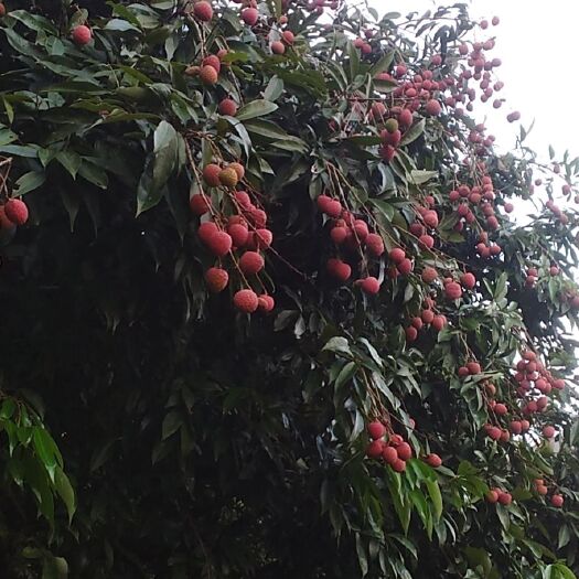 钦州黑叶荔枝 开始上市，有货