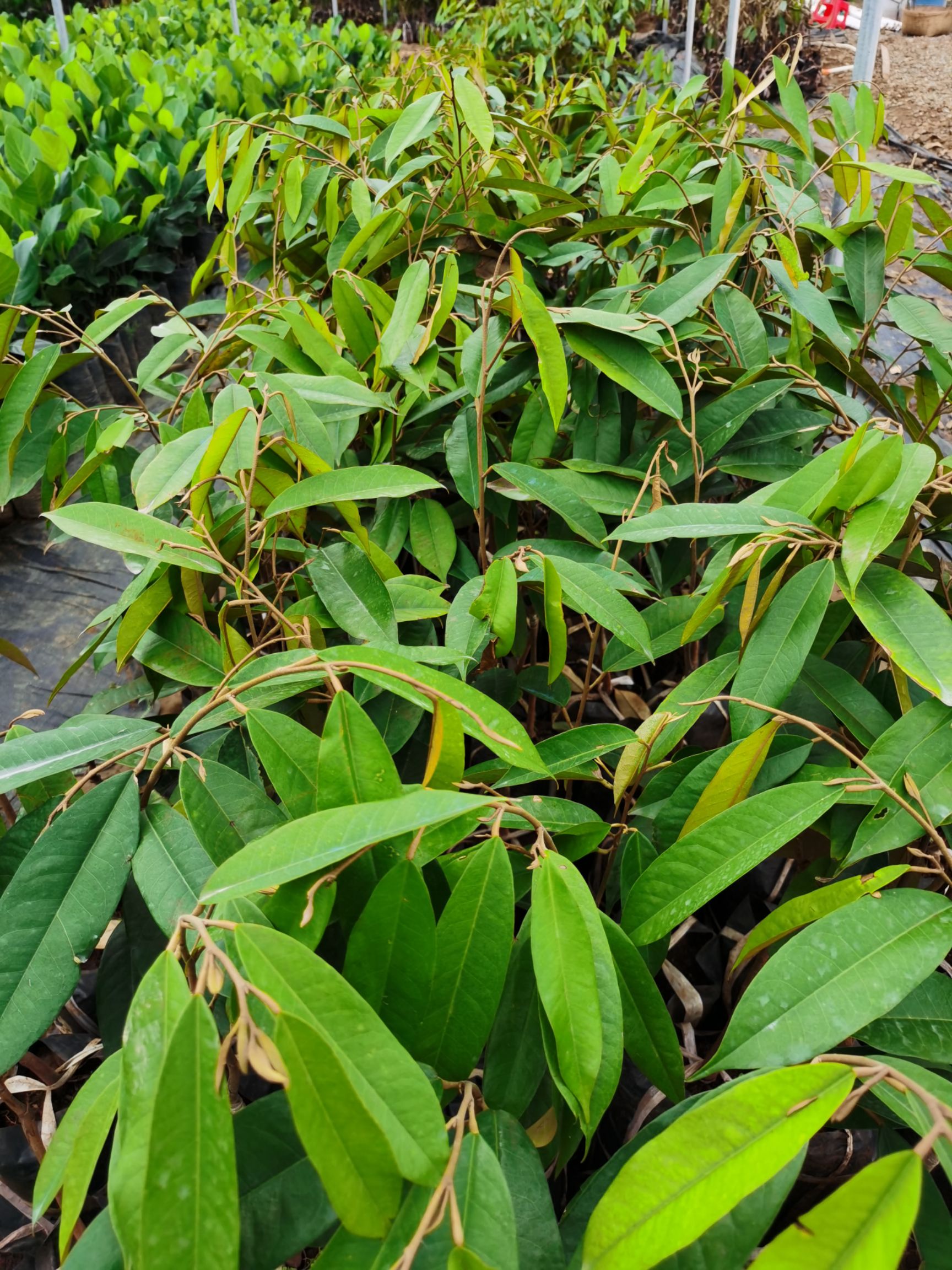 猫山王榴莲苗 金枕榴莲苗中杯榴莲苗  品种保证 假一赔十