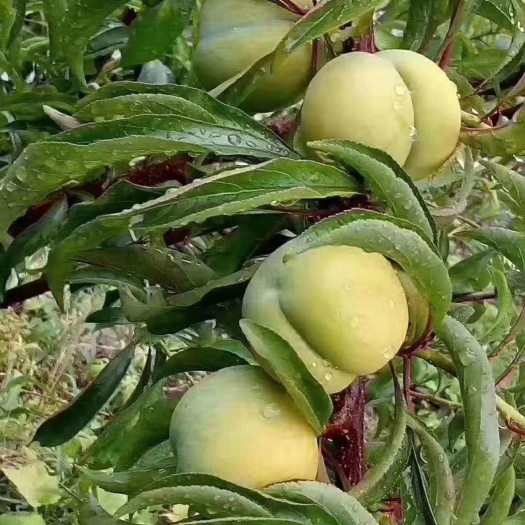 镇宁县蜂糖李种植原产地直销，每年端午节上市