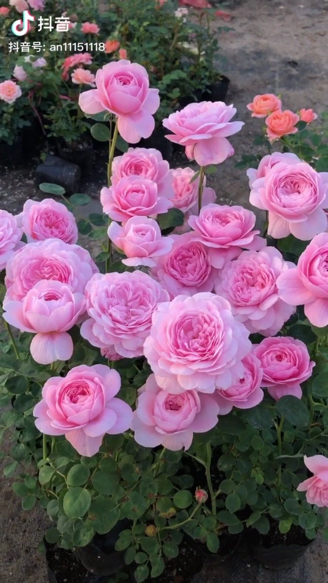  瑞典女王藤本灌木月季花苗欧洲奥斯汀园艺月季苗