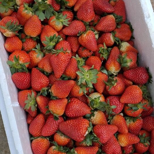 会泽县 有机草莓 🍓🍓 你我共享
