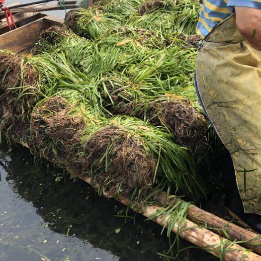 苦草 质优价廉，欢迎下单