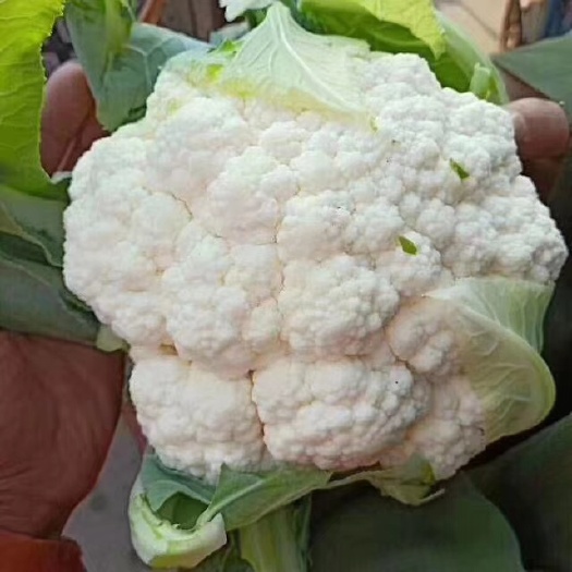 邯郸花椰菜 菜花  散花