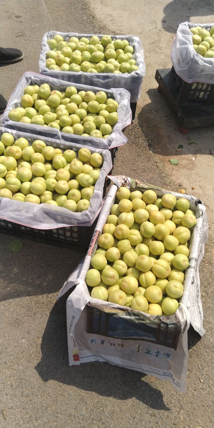  纯山坡的香白杏现在以正式下树了，口感甜，够量