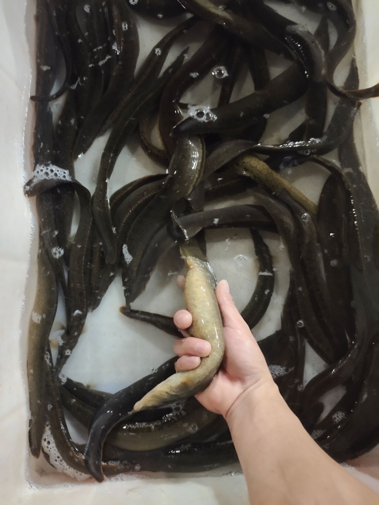  刺鳅   刀鳅繁殖母鱼