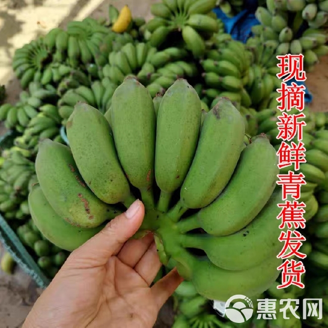 香蕉  【】小果九斤19.8元鸡蕉非皇帝蕉苹果粉蕉芭蕉
