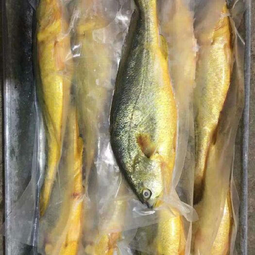 杭州 小黄鱼