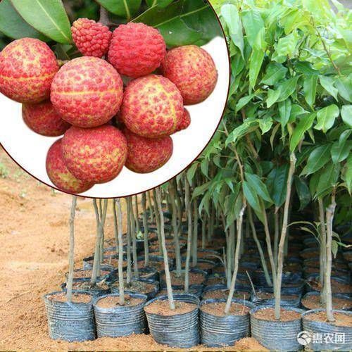 无核荔枝苗  无核 荔枝苗 荔枝苗 嫁接树苗 带土带叶带营养杯发