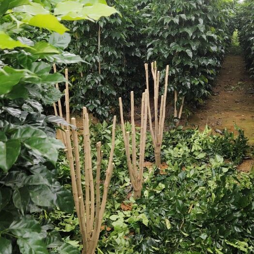 遂溪县景观盆栽 绿宝盆栽产地自卖，一手货源。棵棵您选满意装车