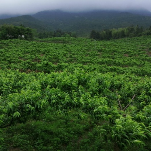桂东县锦绣黄桃  高山黄桃